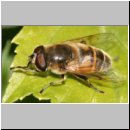 Eristalis tenax - Scheinbienen-Keilfleckschwebfliege m01.jpg